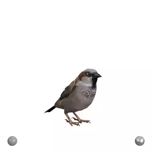 Sparrow