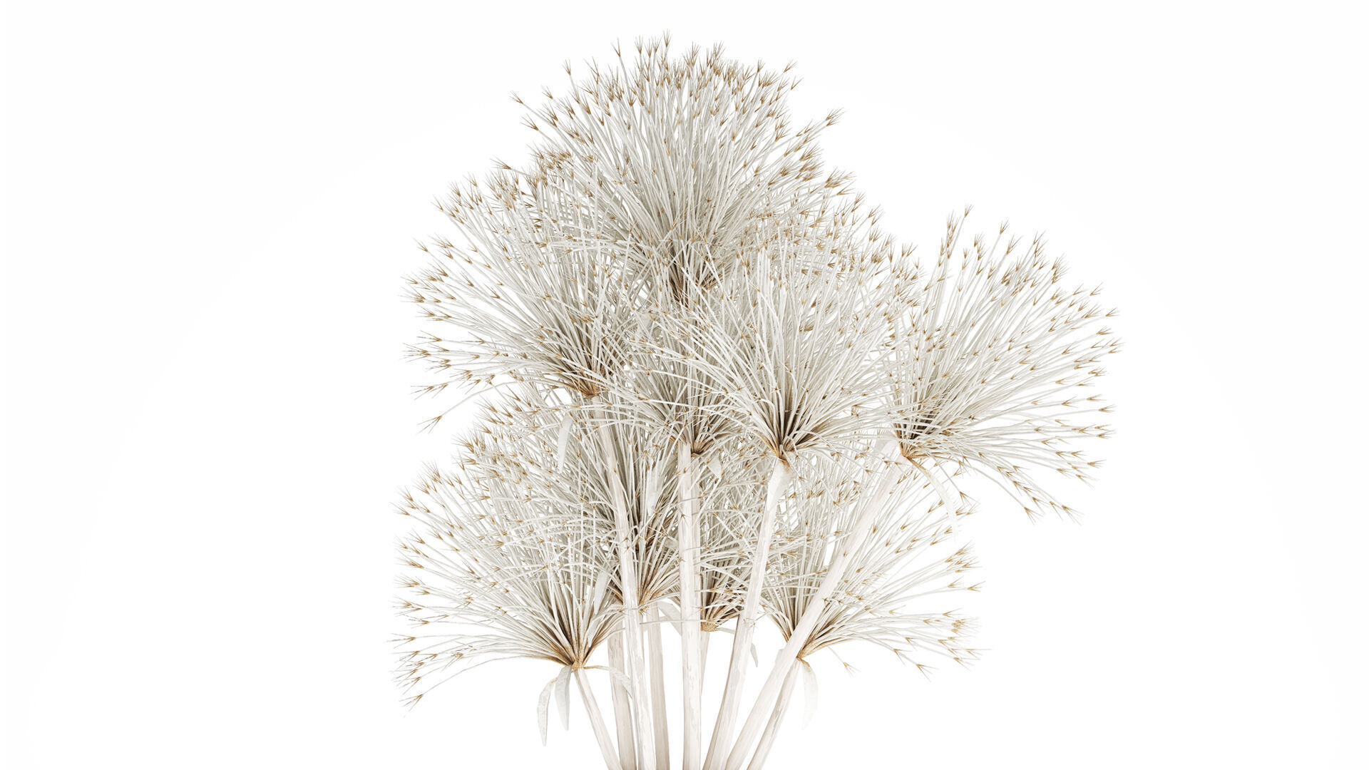 Bouquet Dried Flowers White Branches Hogweed Vase 553 3D model_1