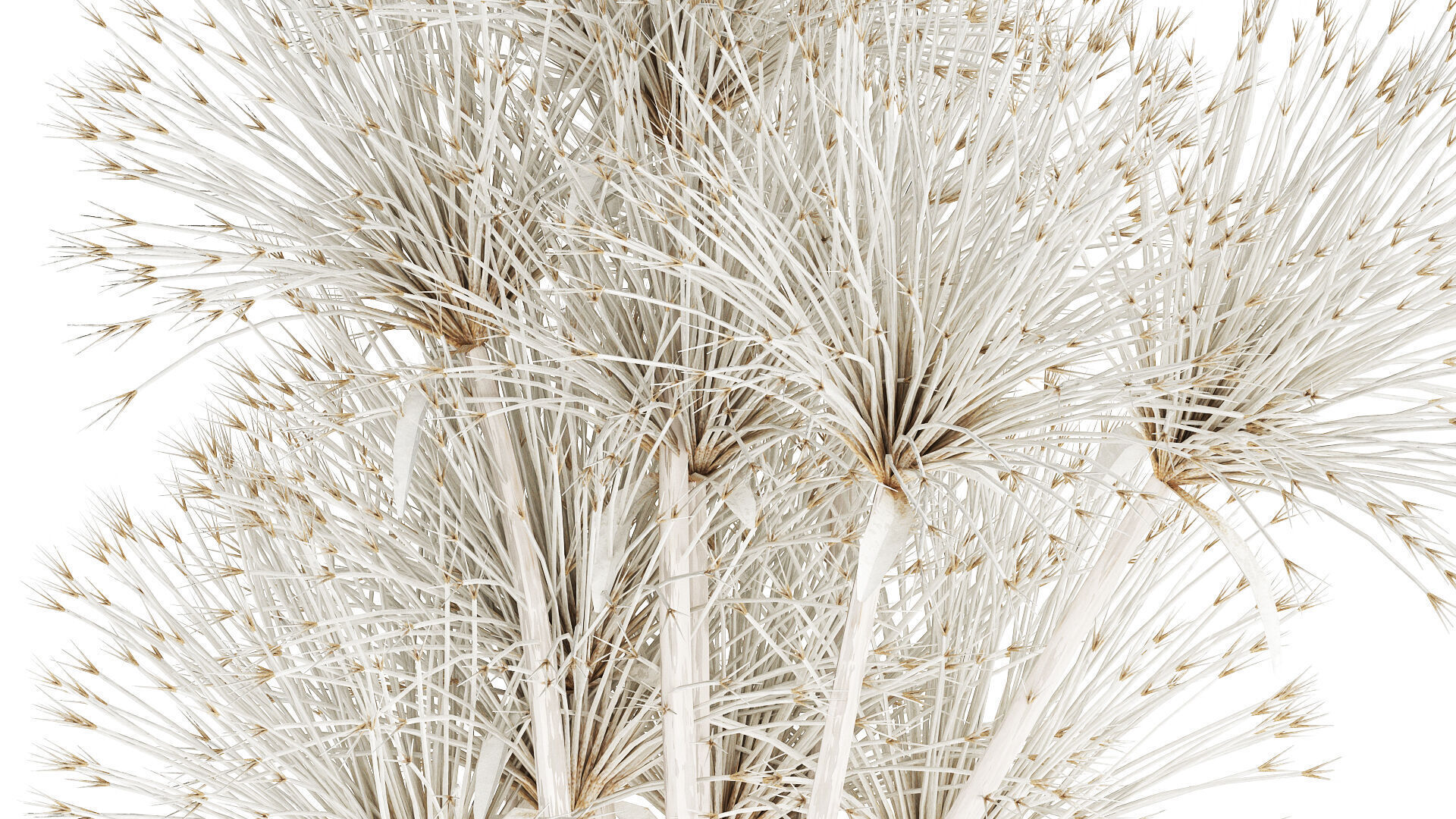 Bouquet Dried Flowers White Branches Hogweed Vase 553 3D model_3