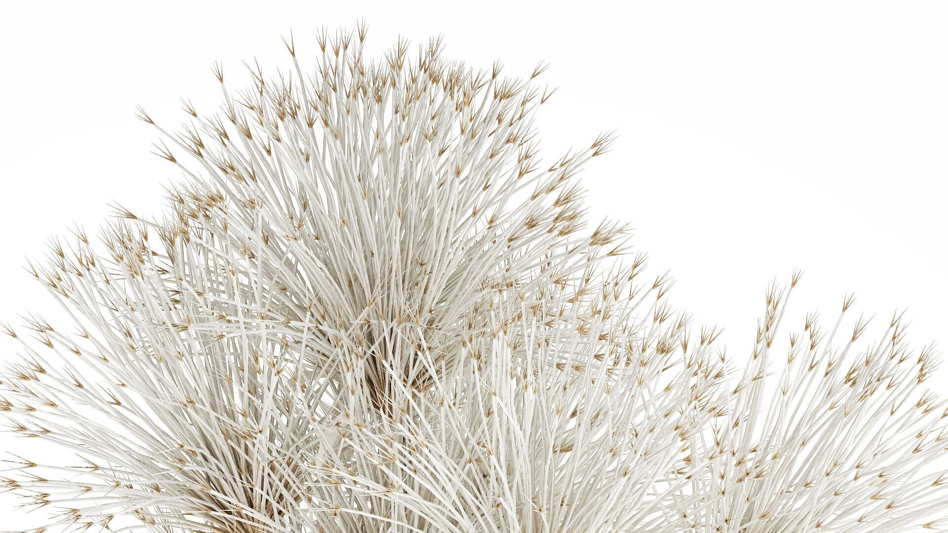 Bouquet Dried Flowers White Branches Hogweed Vase 553 3D model_4