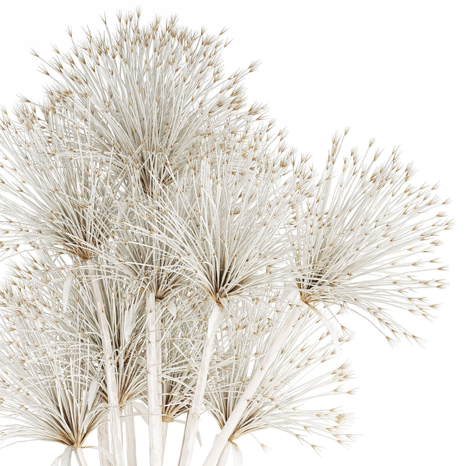 Bouquet Dried Flowers White Branches Hogweed Vase 553 3D model_10