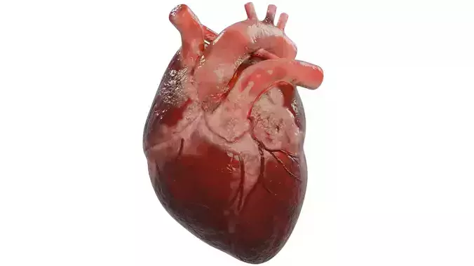 Human Heart