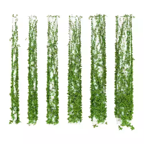 Leaves around the column 6 species