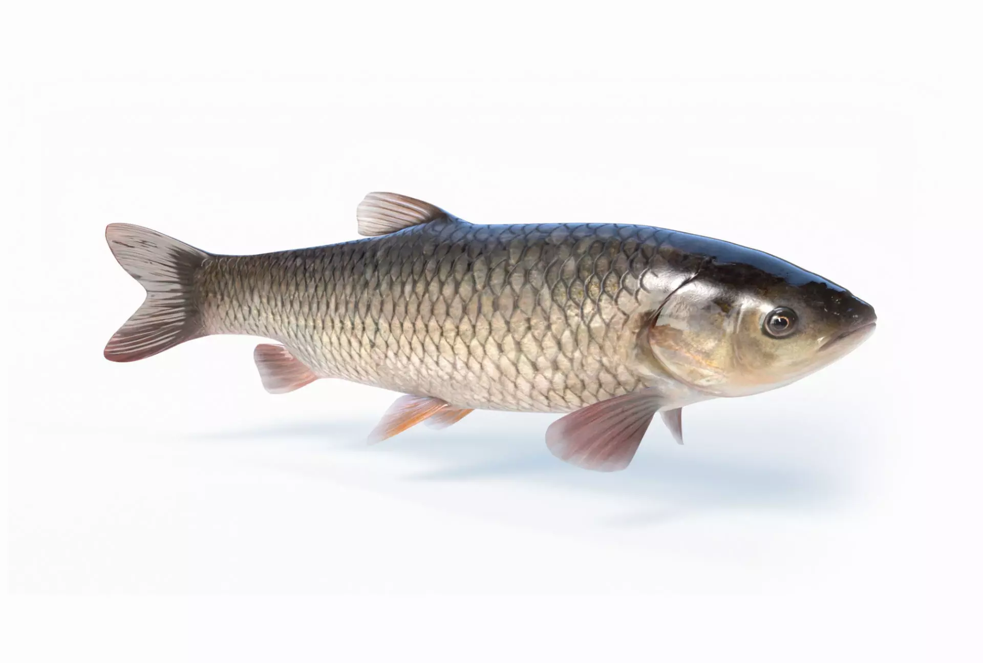 Amur fish Animated Low-poly 3D model_0