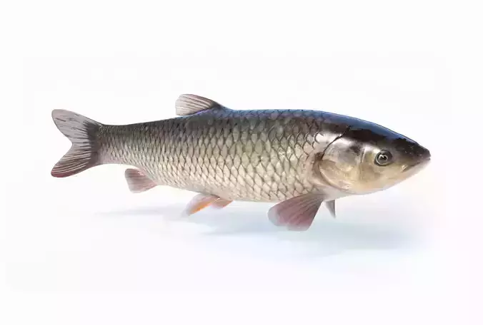 Amur fish Animated Low-poly 3D model