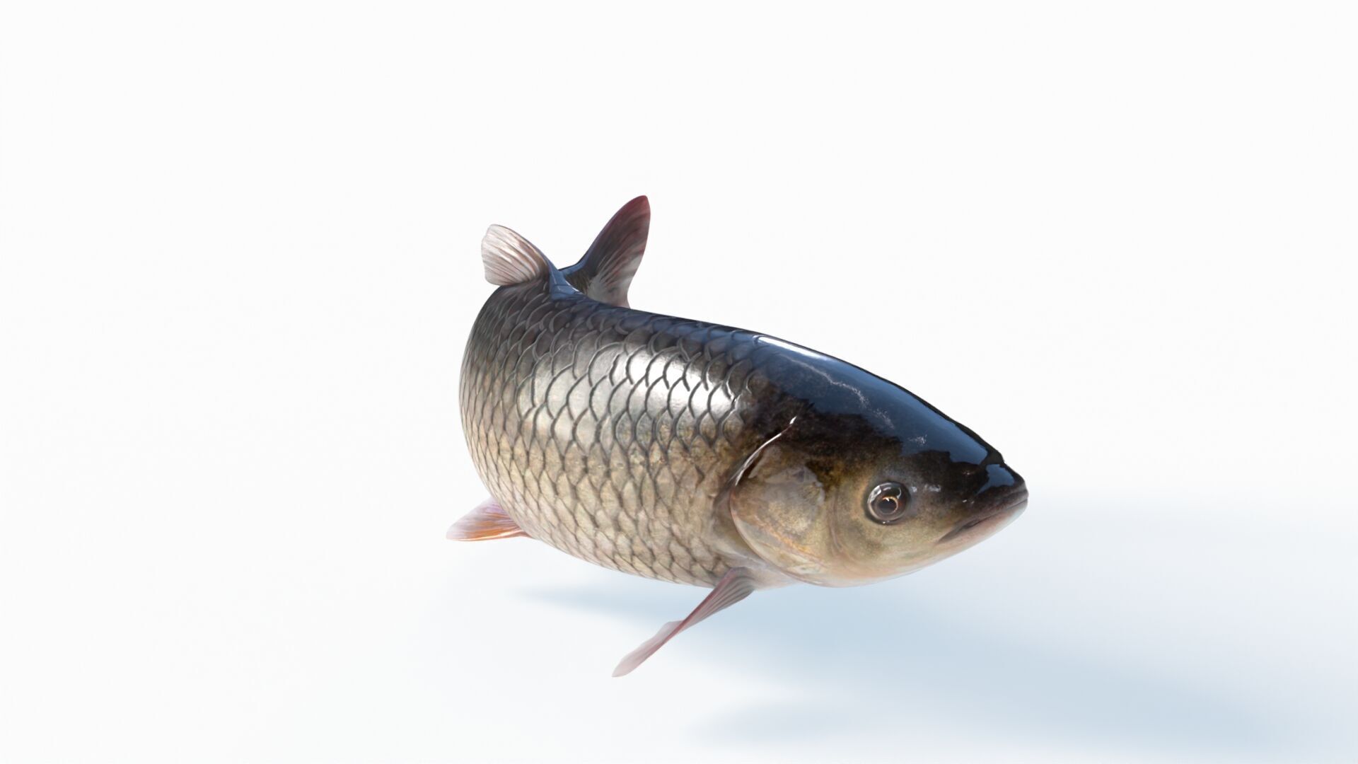 Amur fish Animated Low-poly 3D model_8