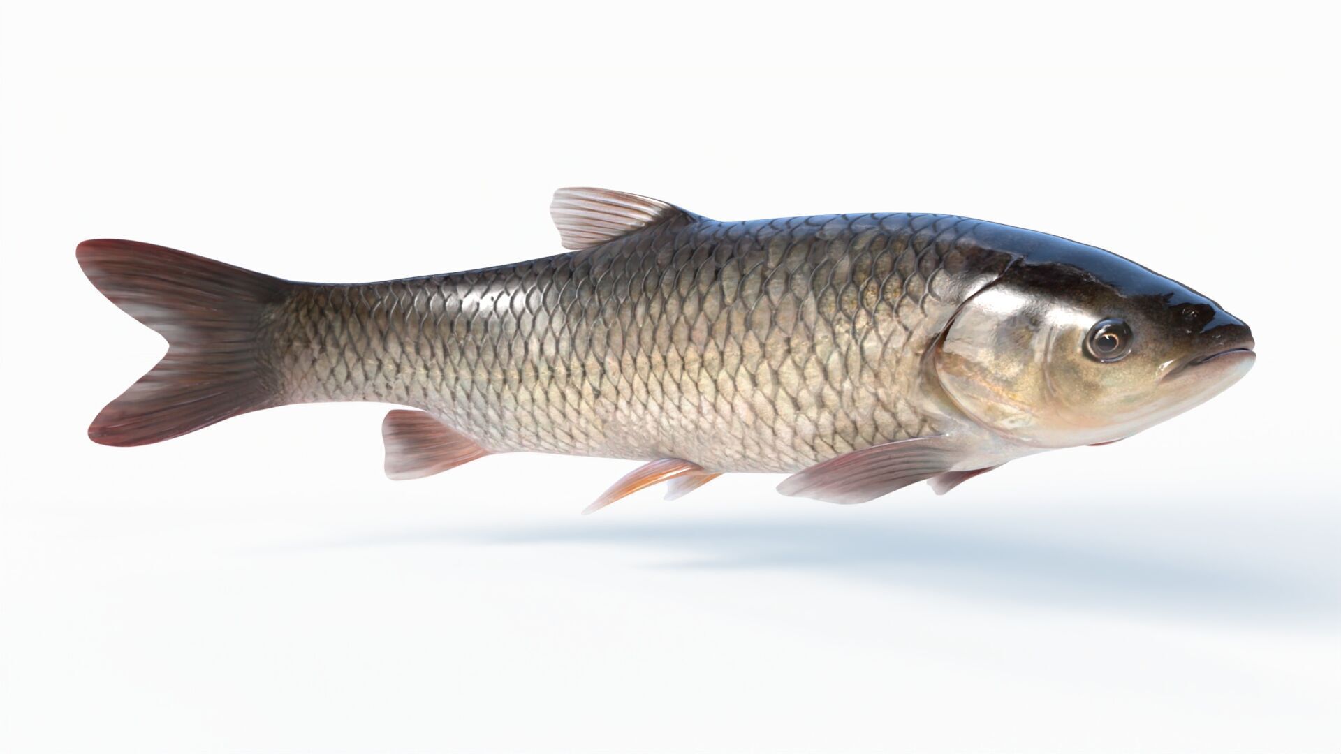 Amur fish Animated Low-poly 3D model_9