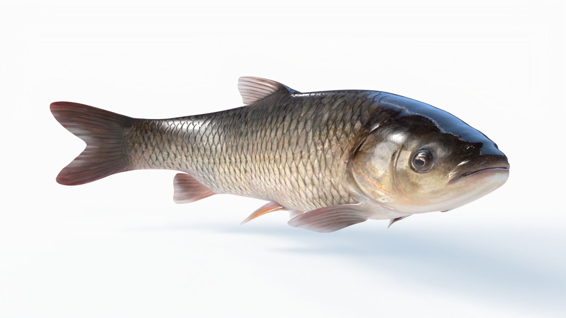 Amur fish Animated Low-poly 3D model_4