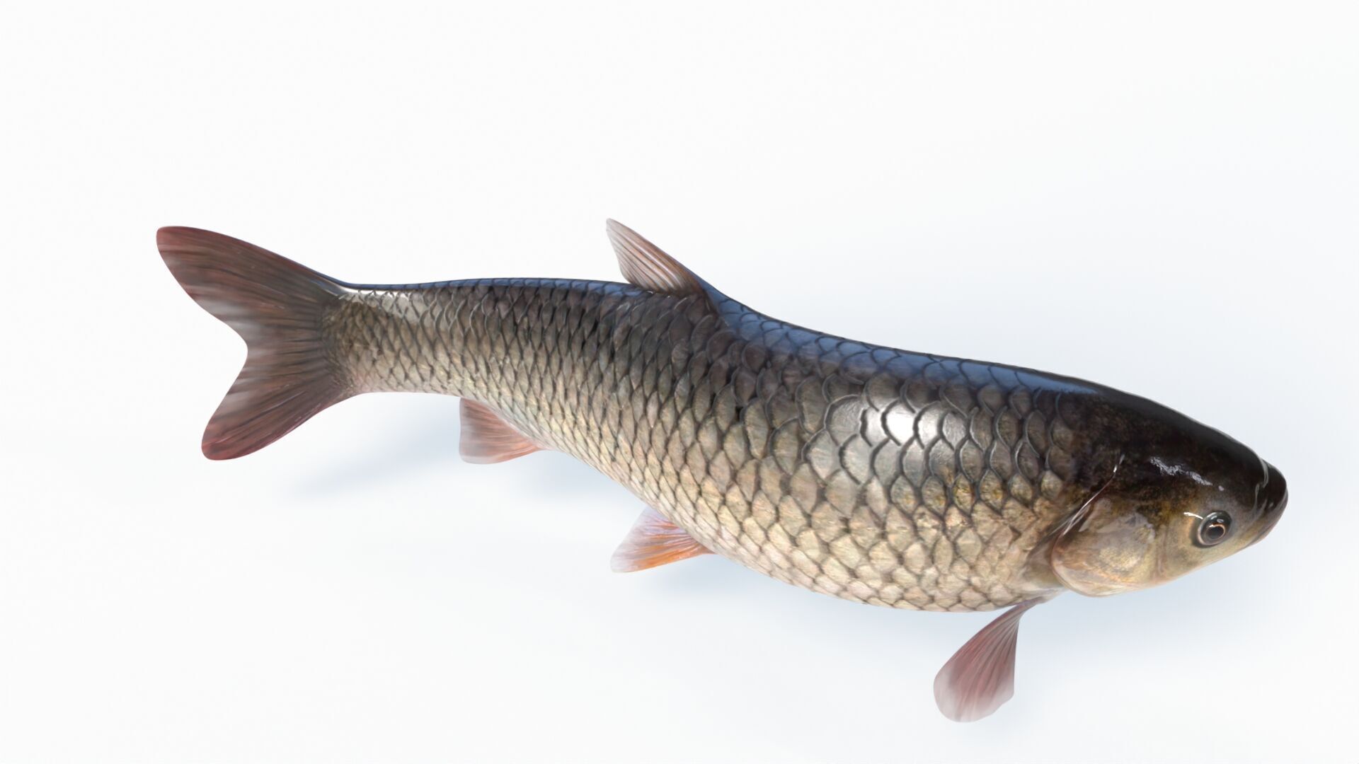 Amur fish Animated Low-poly 3D model_7