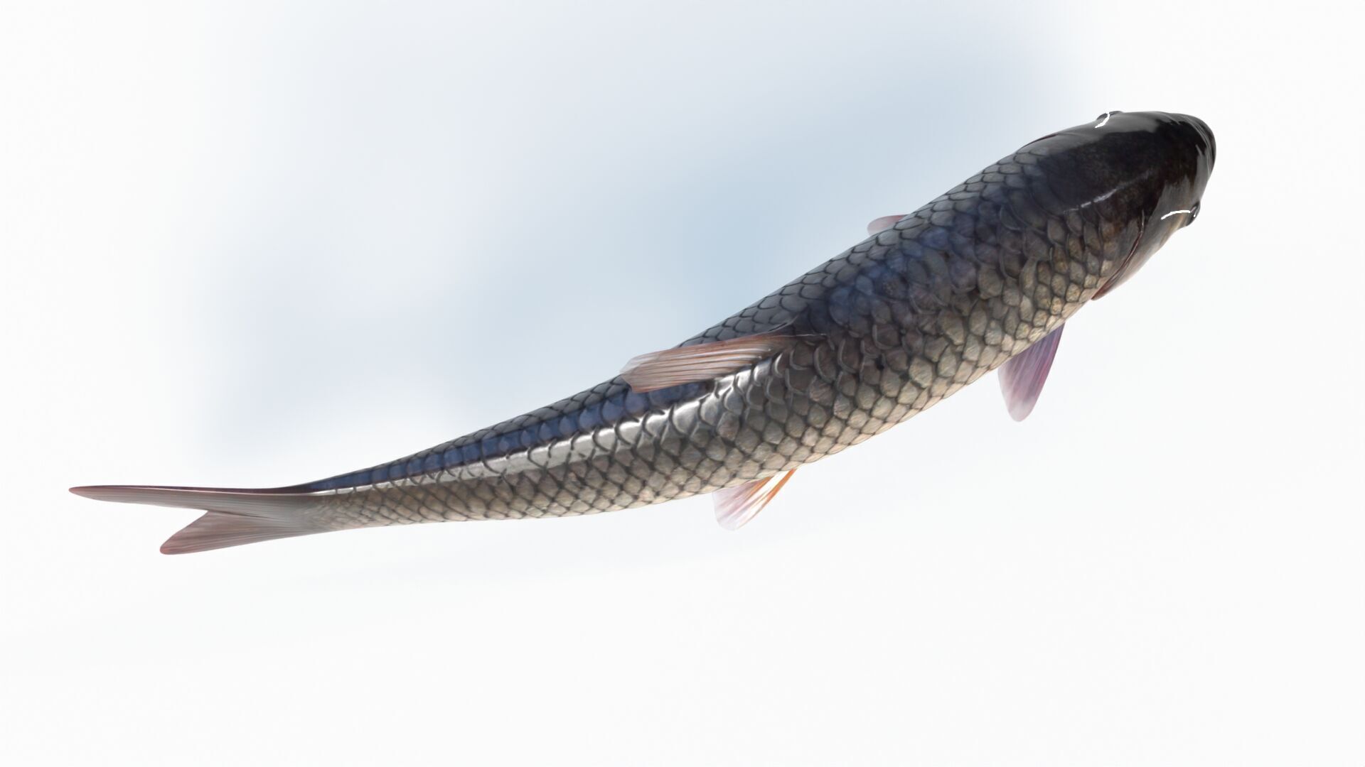 Amur fish Animated Low-poly 3D model_5