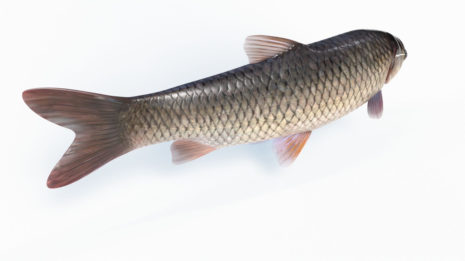 Amur fish Animated Low-poly 3D model_6