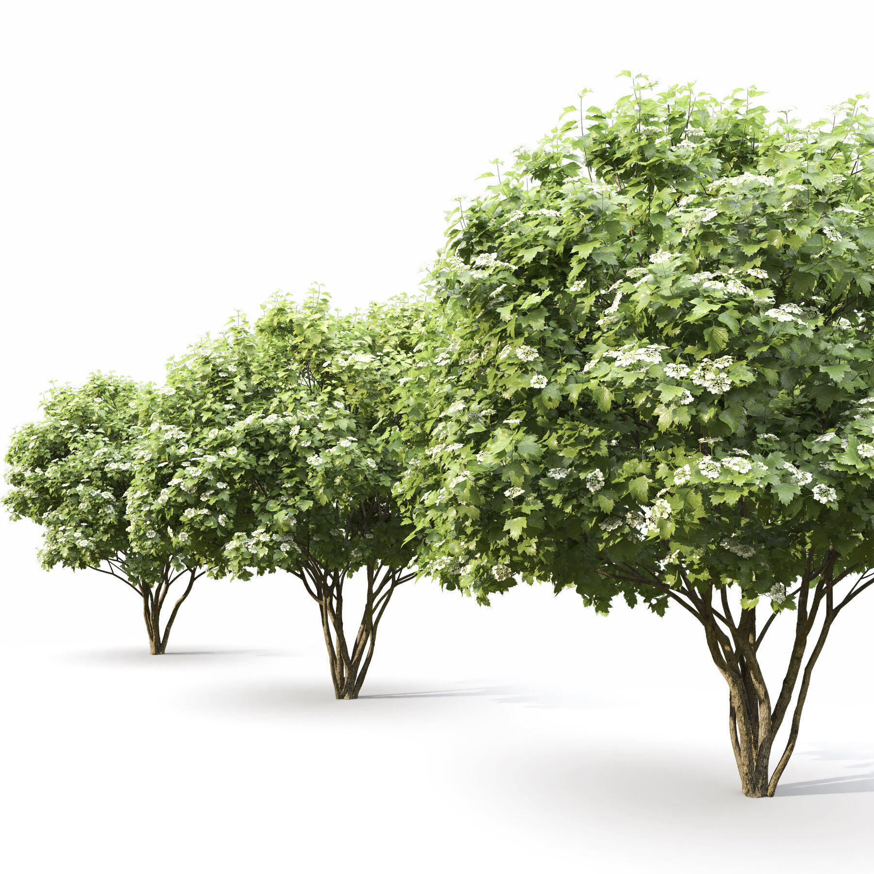 Viburnum Flowering 3D model_3