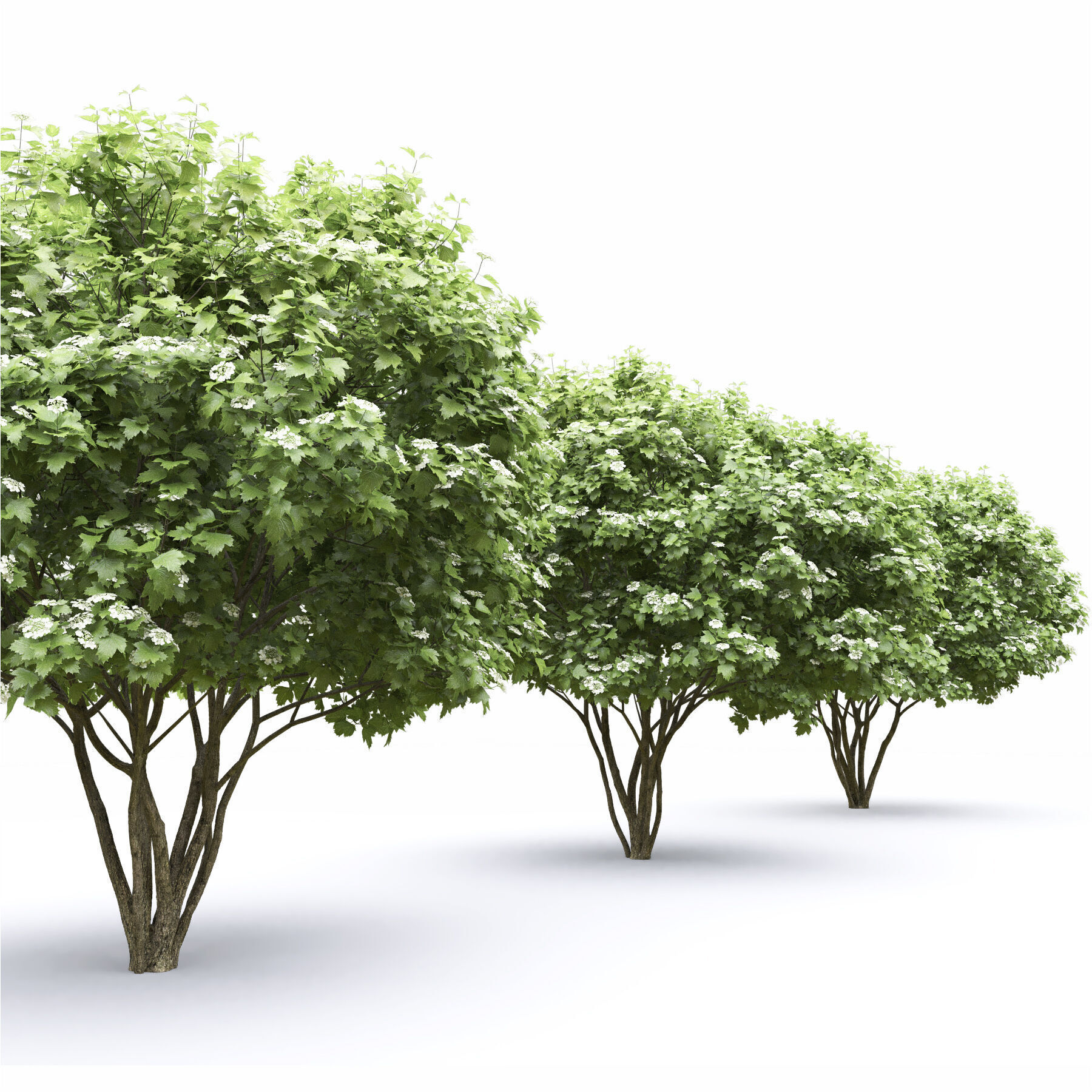 Viburnum Flowering 3D model_4
