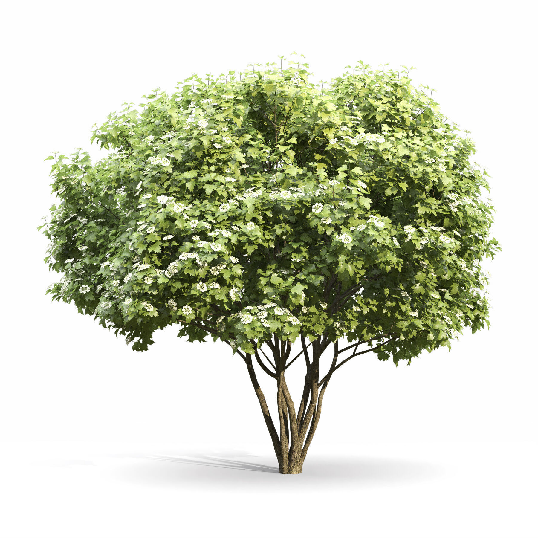 Viburnum Flowering 3D model_2