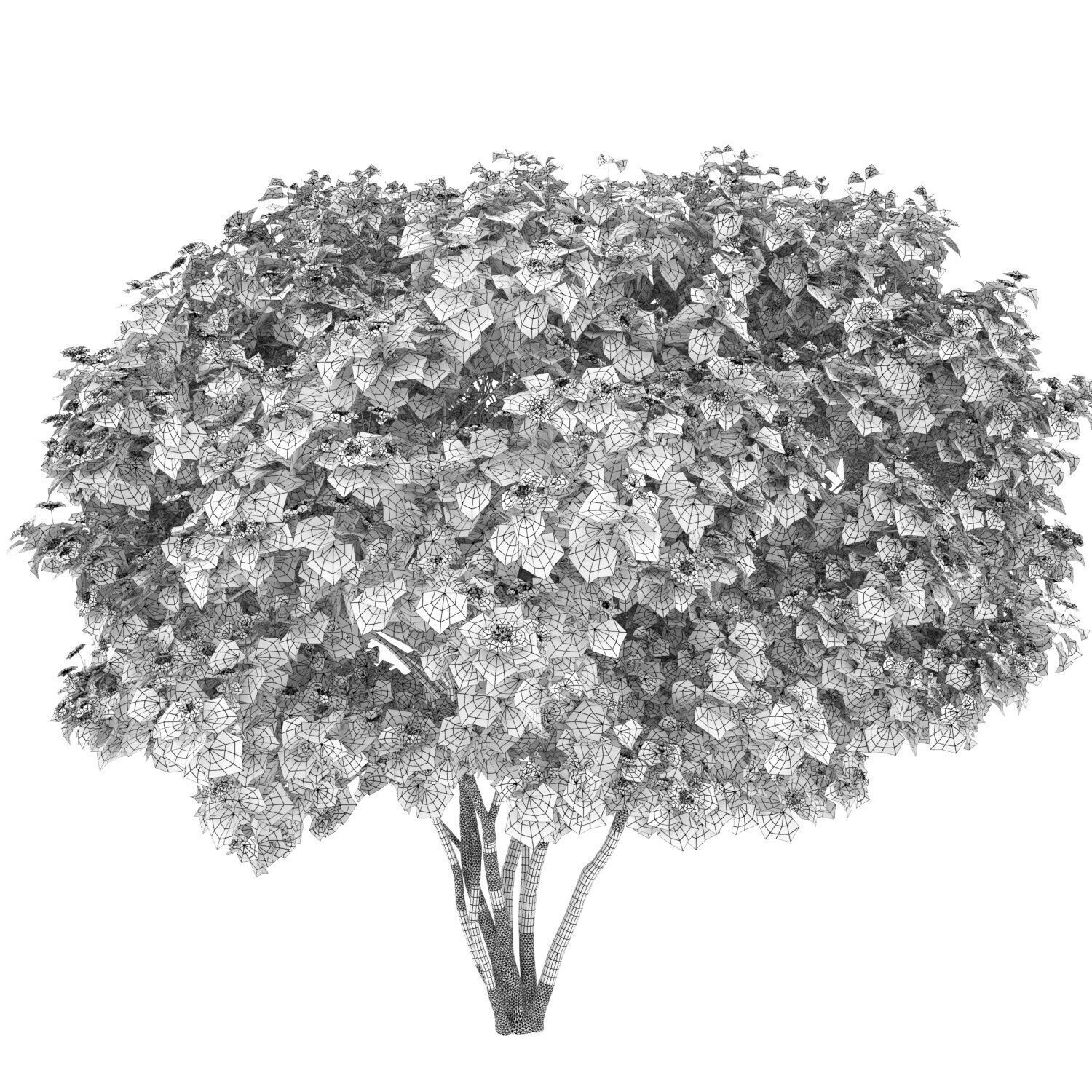 Viburnum Flowering 3D model_6