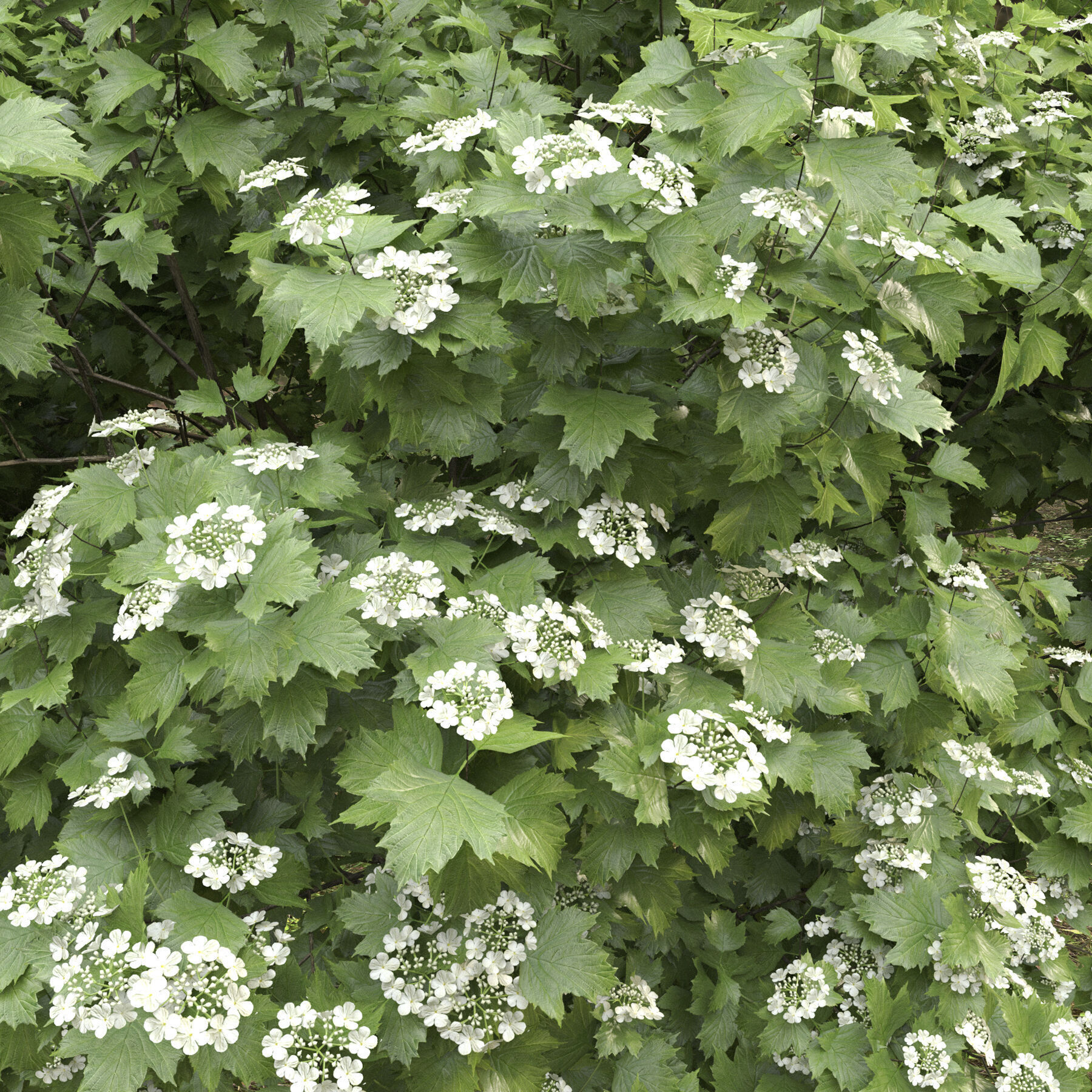 Viburnum Flowering 3D model_5