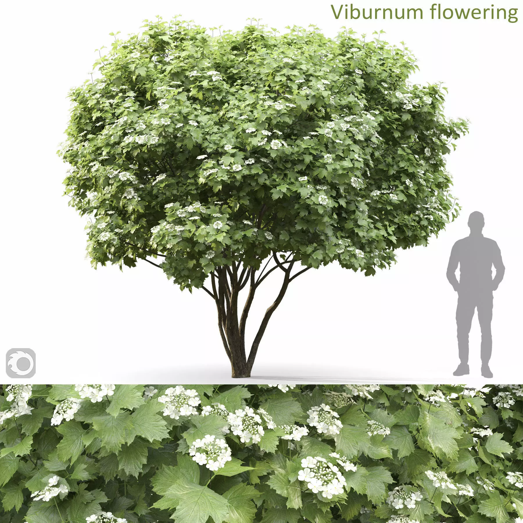 Viburnum Flowering 3D model_0