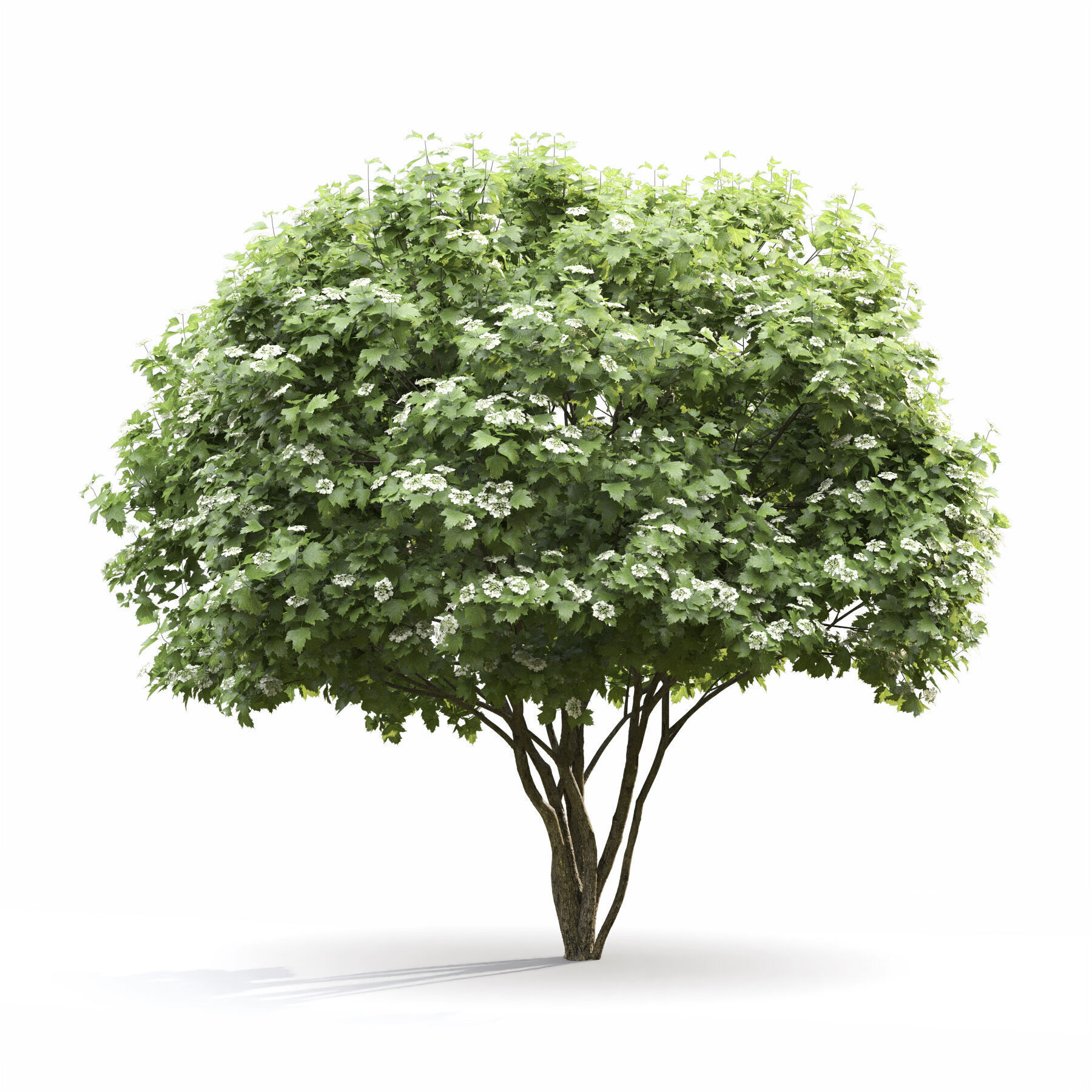 Viburnum Flowering 3D model_1