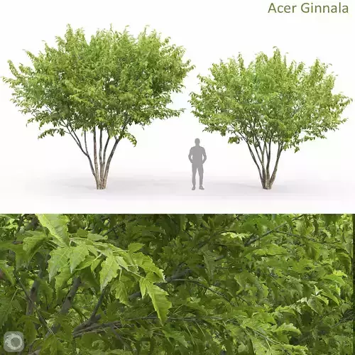 Acer Ginnala 06 3D model