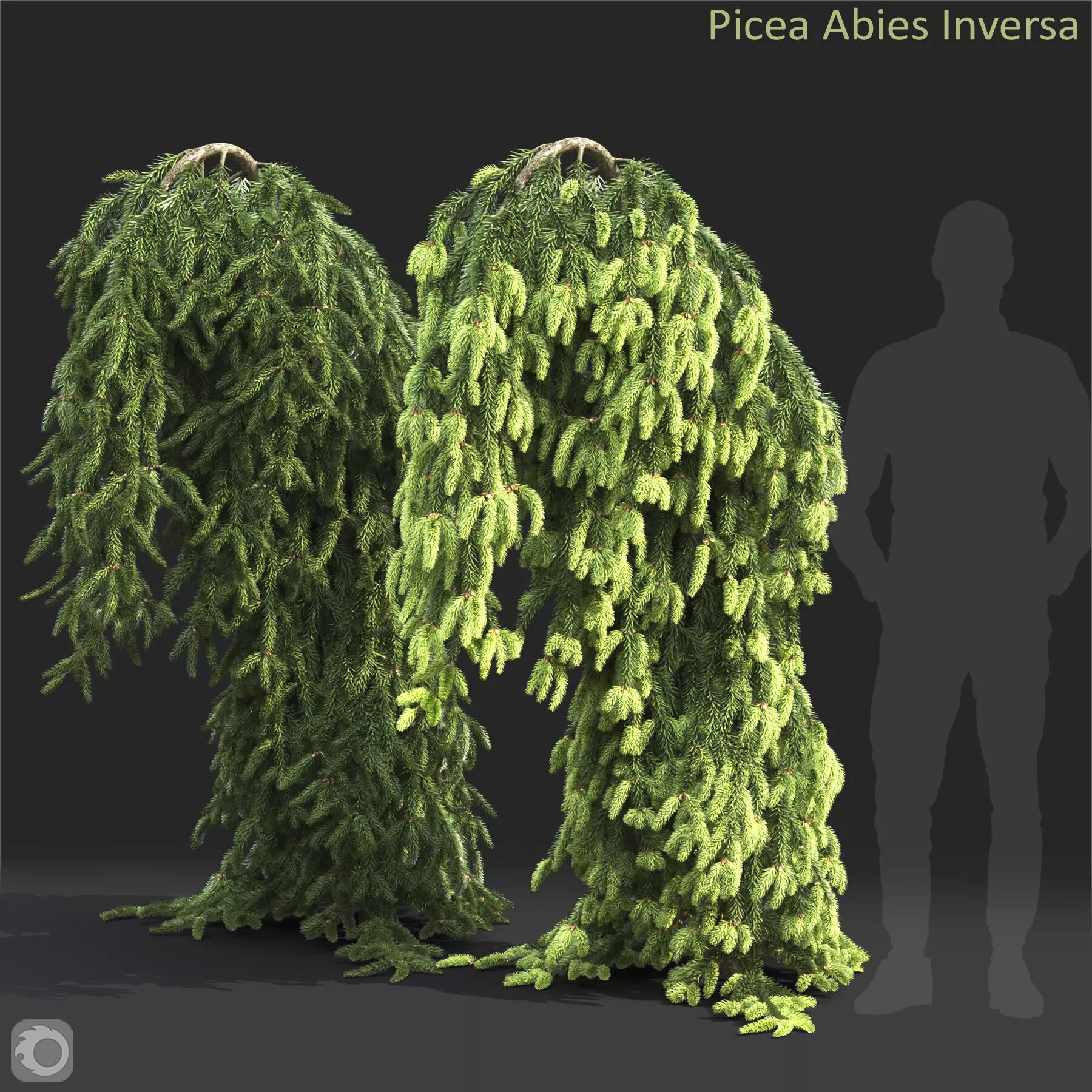 Picea Abies Inversa 3D model
