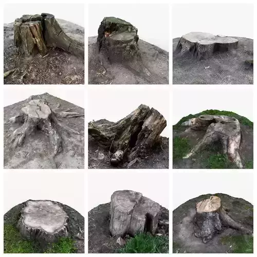 3D scan of 11 different stumps 3D Model Collection