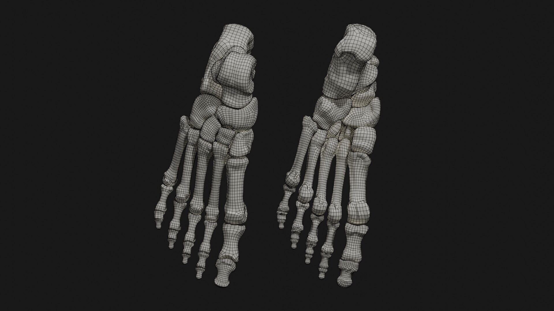 Skeleton Anatomy Base Mesh Male 3D model_32