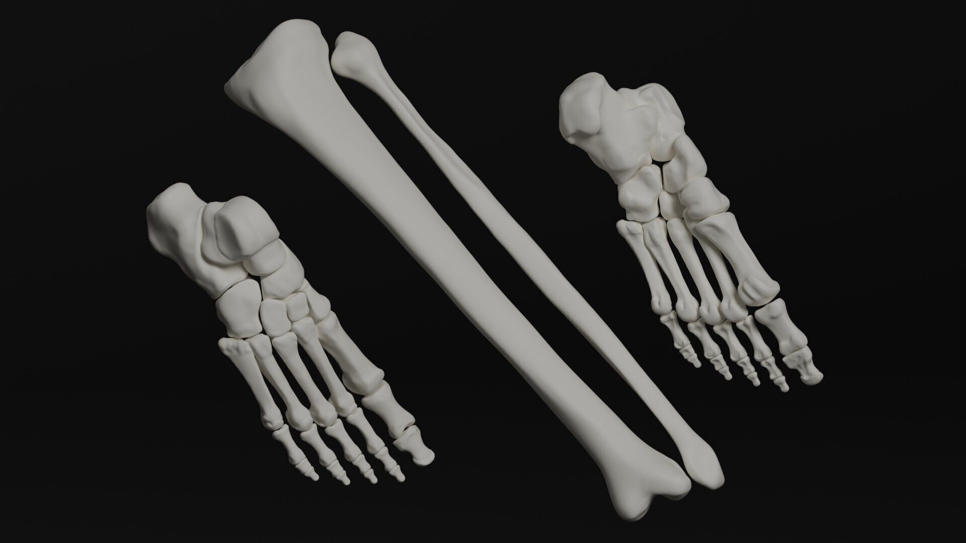 Skeleton Anatomy Base Mesh Male 3D model_20