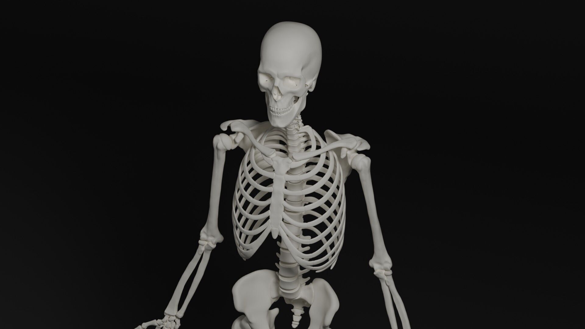 Skeleton Anatomy Base Mesh Male 3D model_5