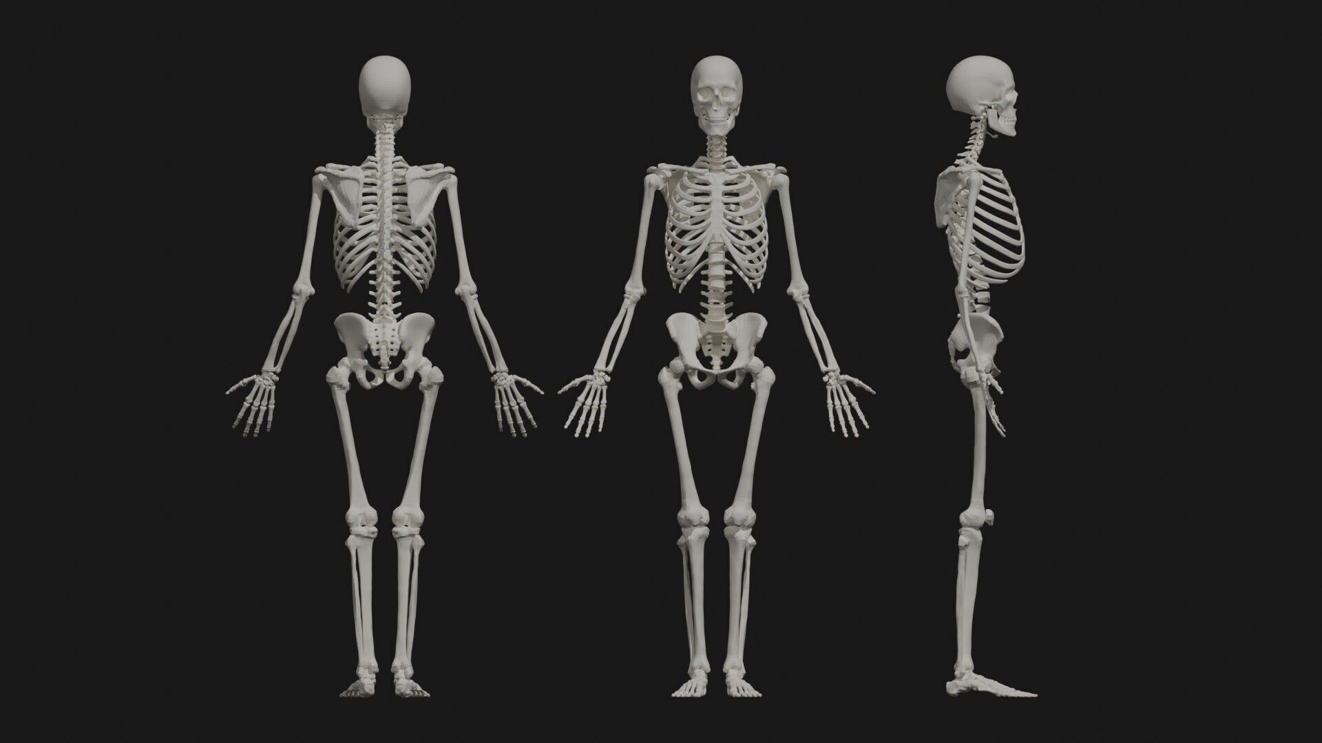 Skeleton Anatomy Base Mesh Male 3D model_25