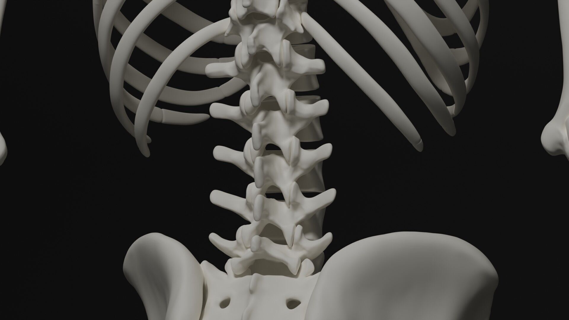 Skeleton Anatomy Base Mesh Male 3D model_12