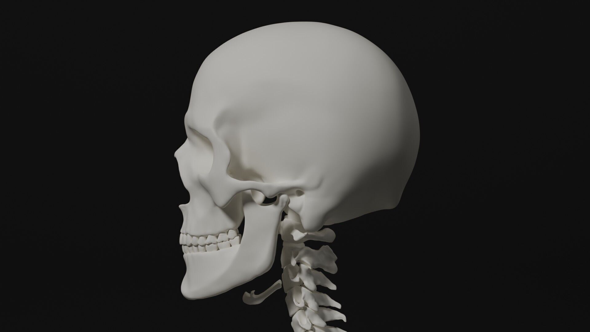 Skeleton Anatomy Base Mesh Male 3D model_15