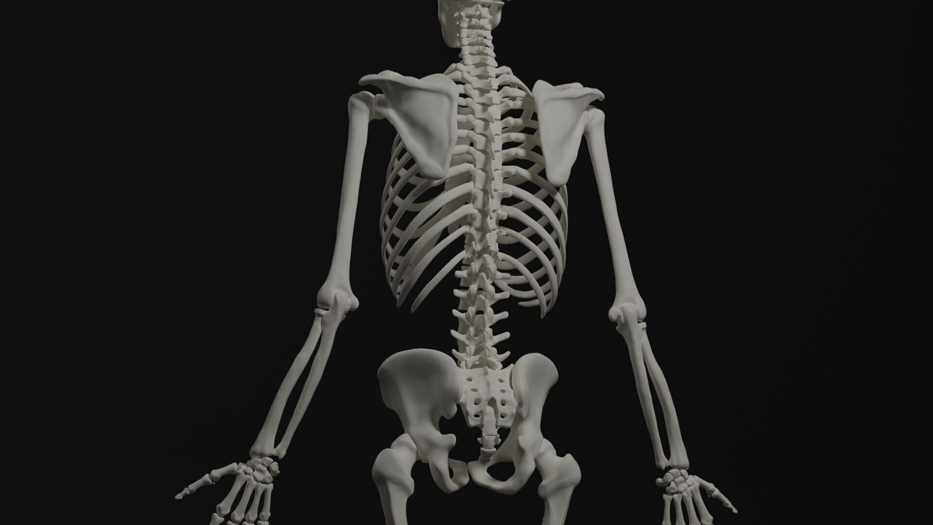 Skeleton Anatomy Base Mesh Male 3D model_9