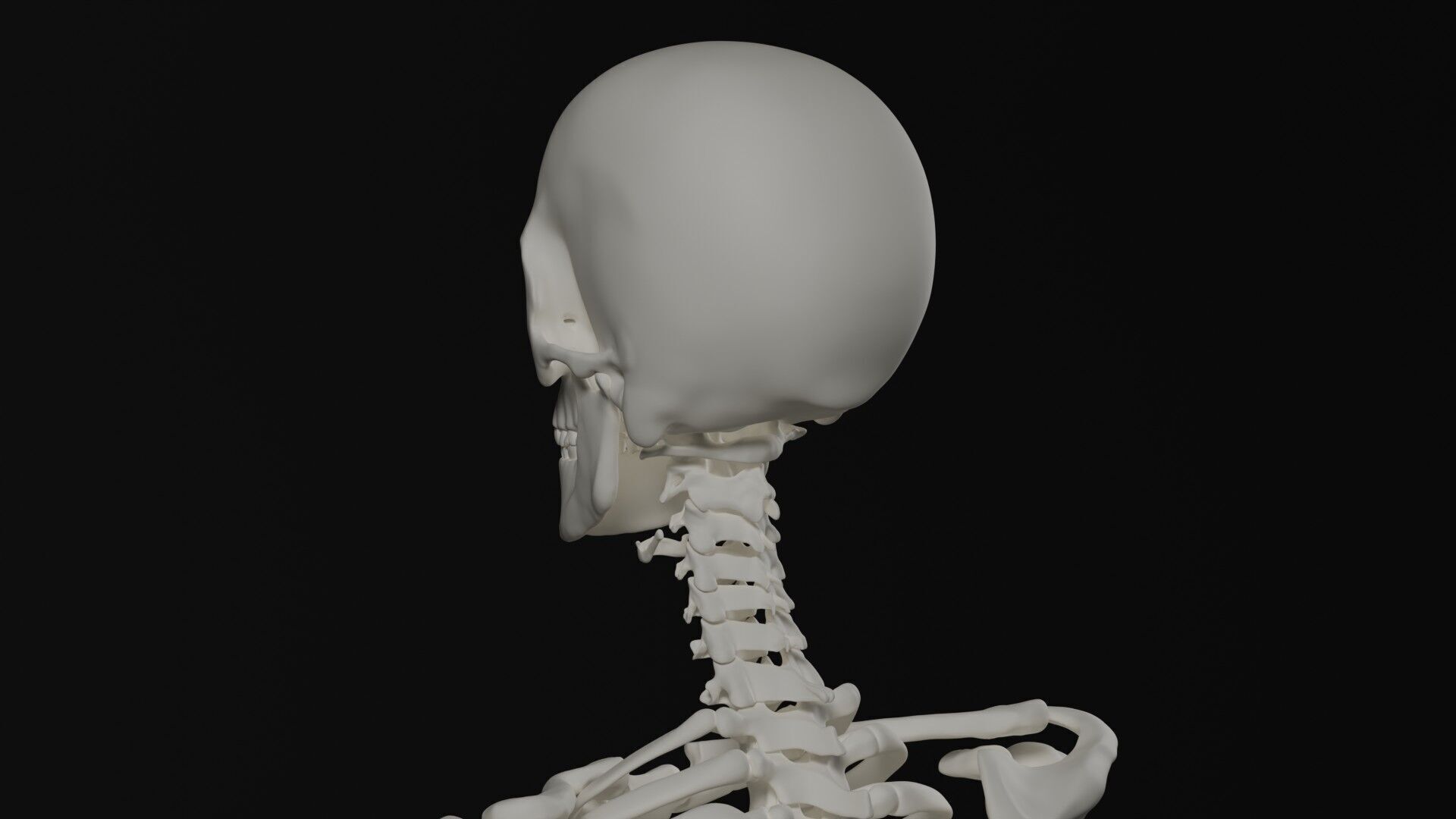 Skeleton Anatomy Base Mesh Male 3D model_14