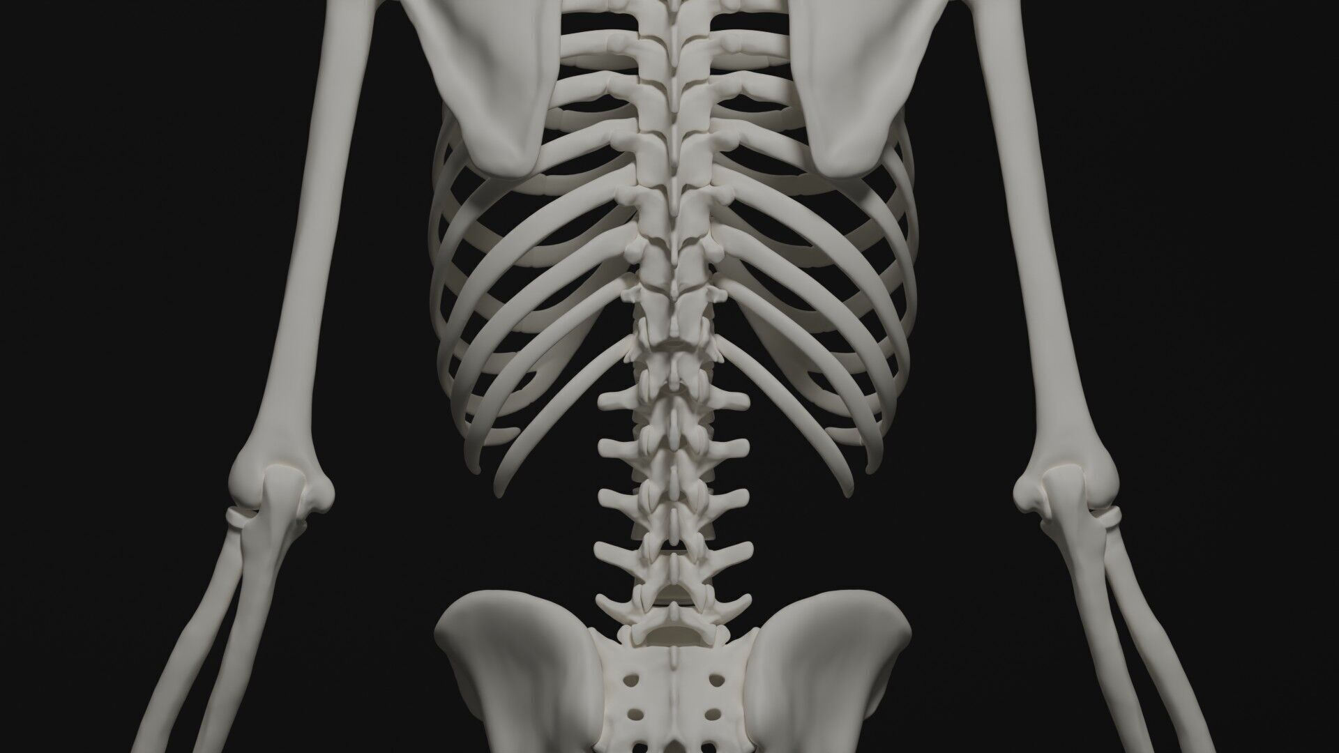 Skeleton Anatomy Base Mesh Male 3D model_10