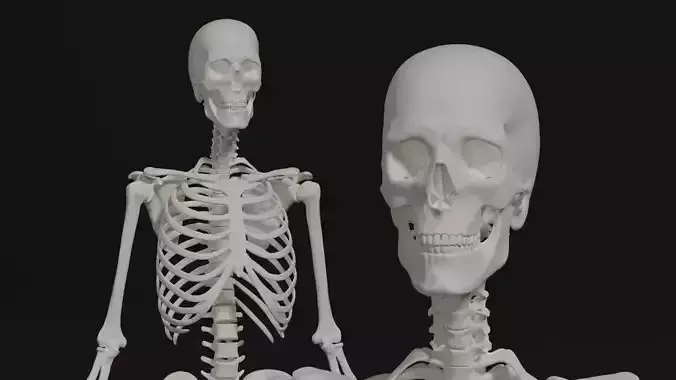 Skeleton Anatomy Base Mesh Male 3D model