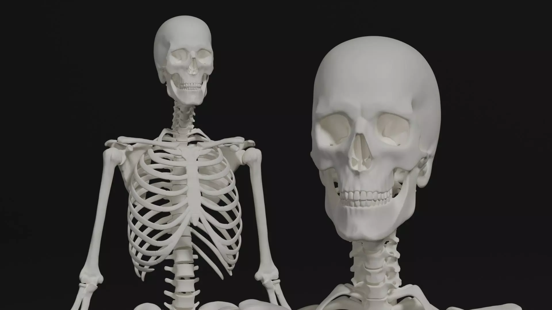 Skeleton Anatomy Base Mesh Male 3D model_0