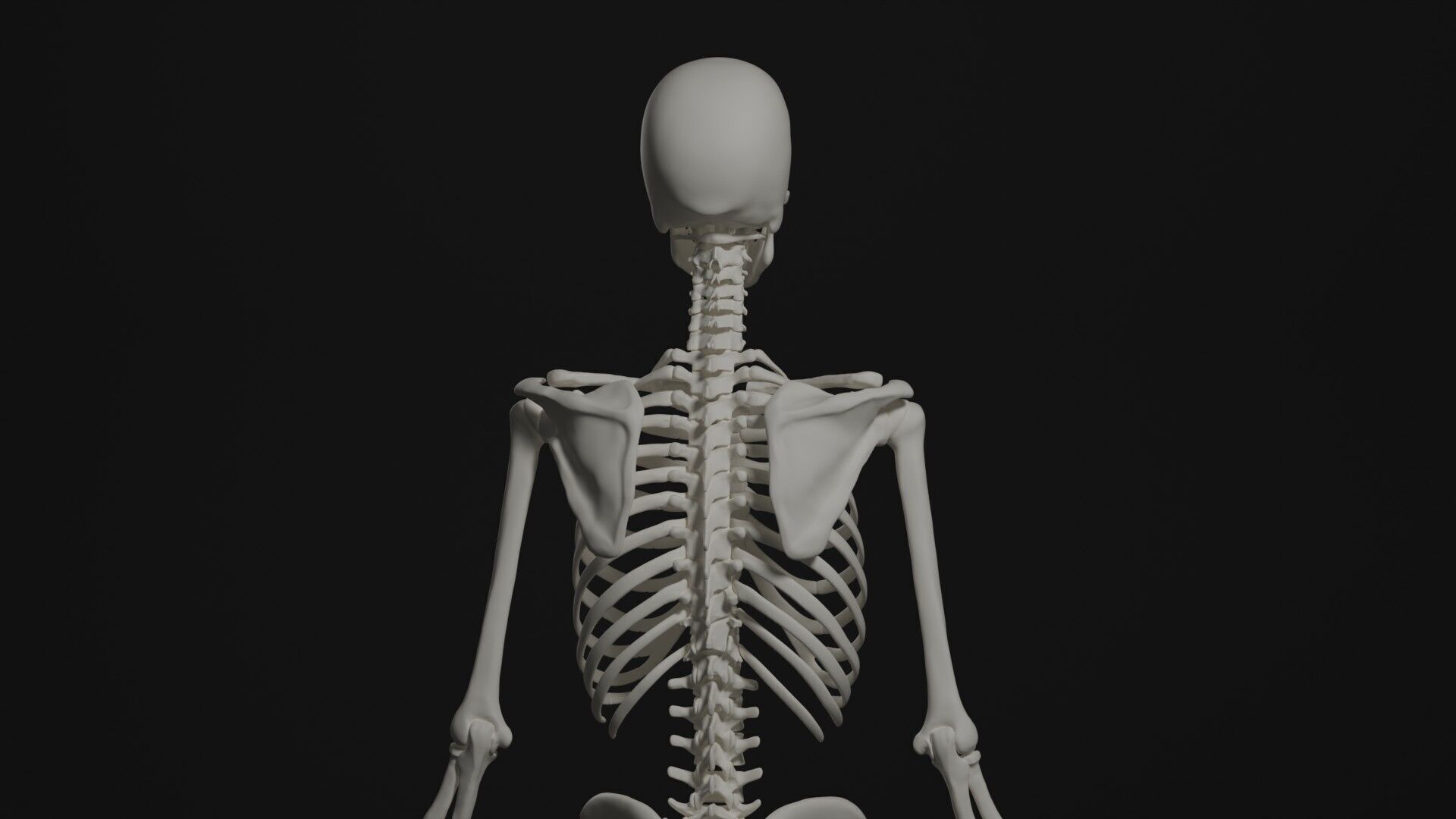 Skeleton Anatomy Base Mesh Male 3D model_8
