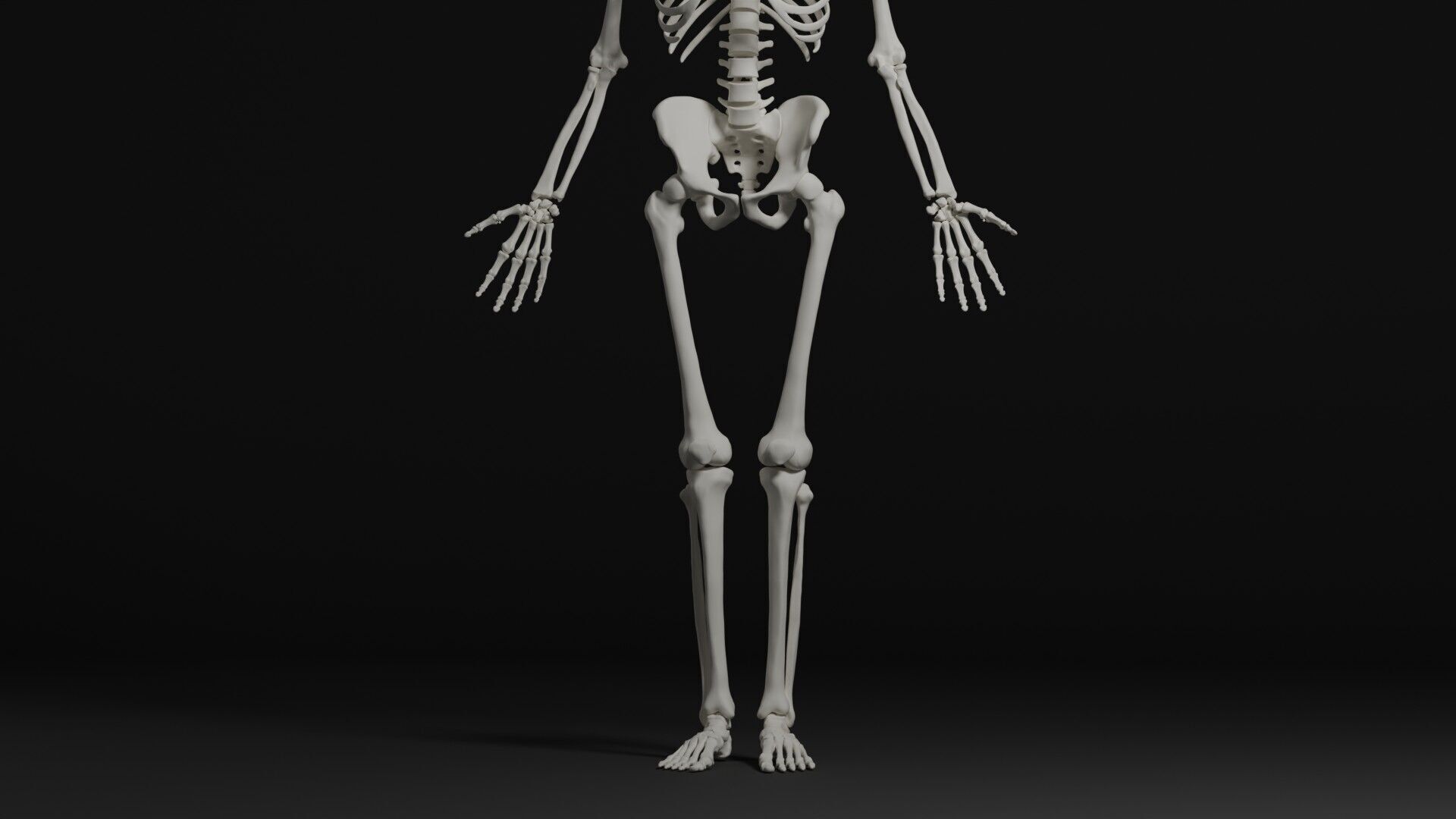 Skeleton Anatomy Base Mesh Male 3D model_7