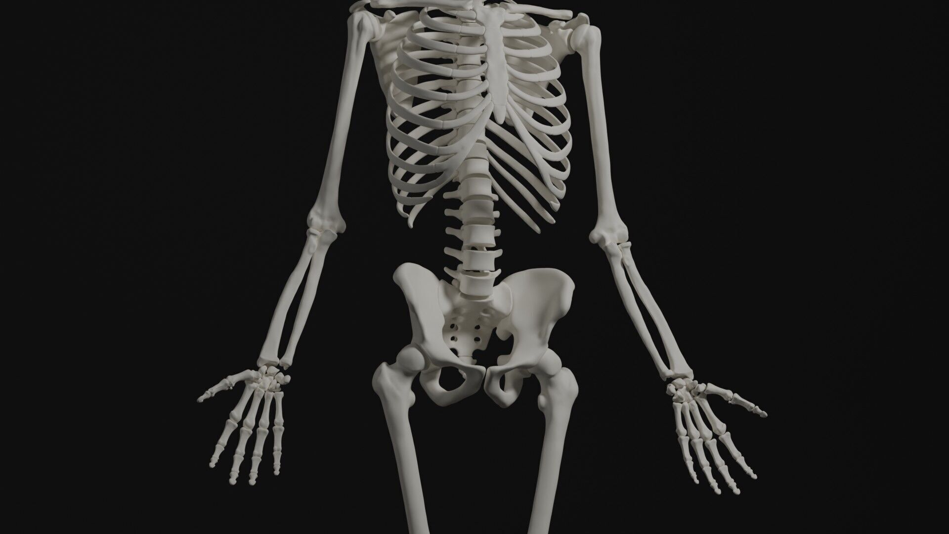 Skeleton Anatomy Base Mesh Male 3D model_6