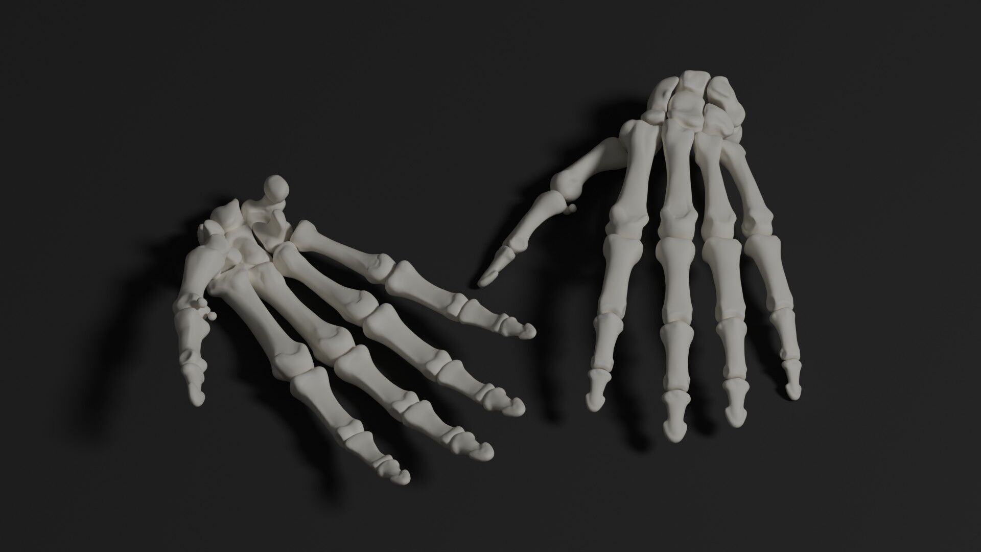 Skeleton Anatomy Base Mesh Male 3D model_18