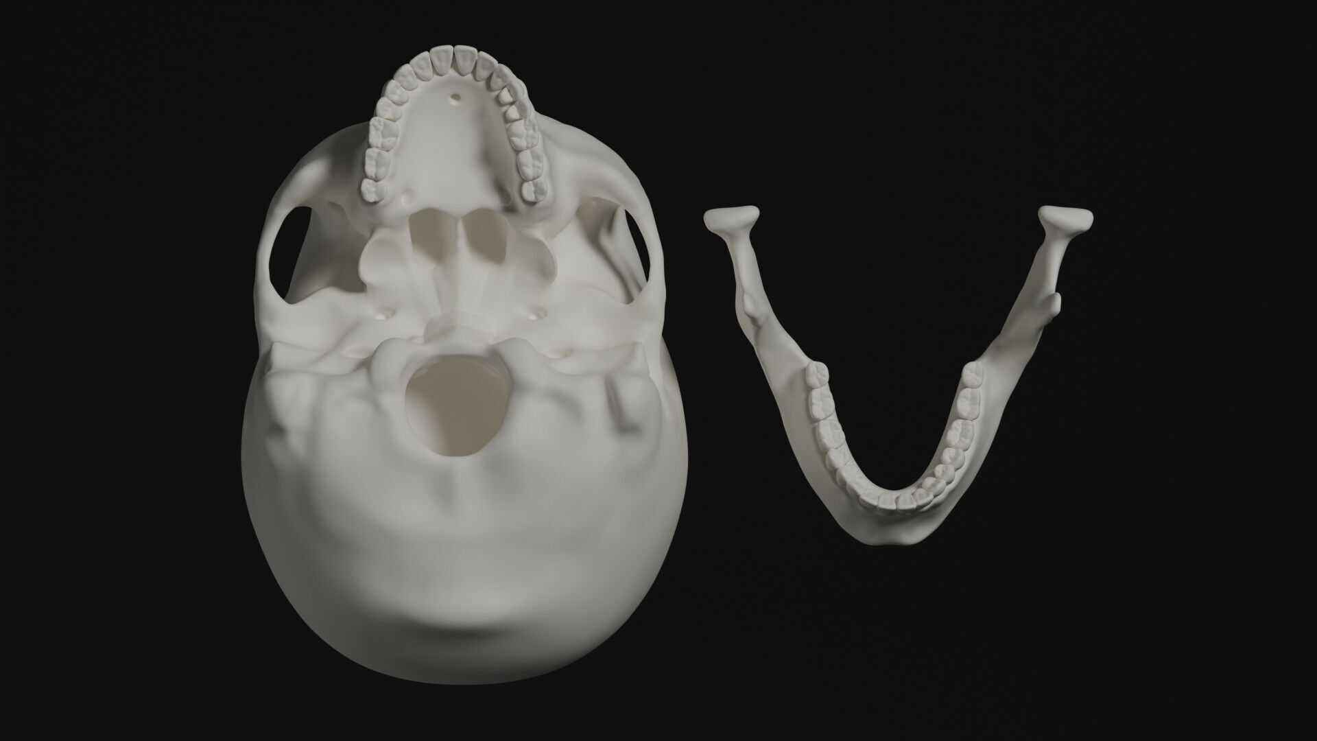 Skeleton Anatomy Base Mesh Male 3D model_17