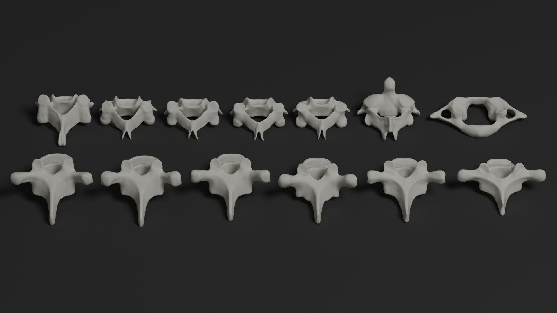 Skeleton Anatomy Base Mesh Male 3D model_24