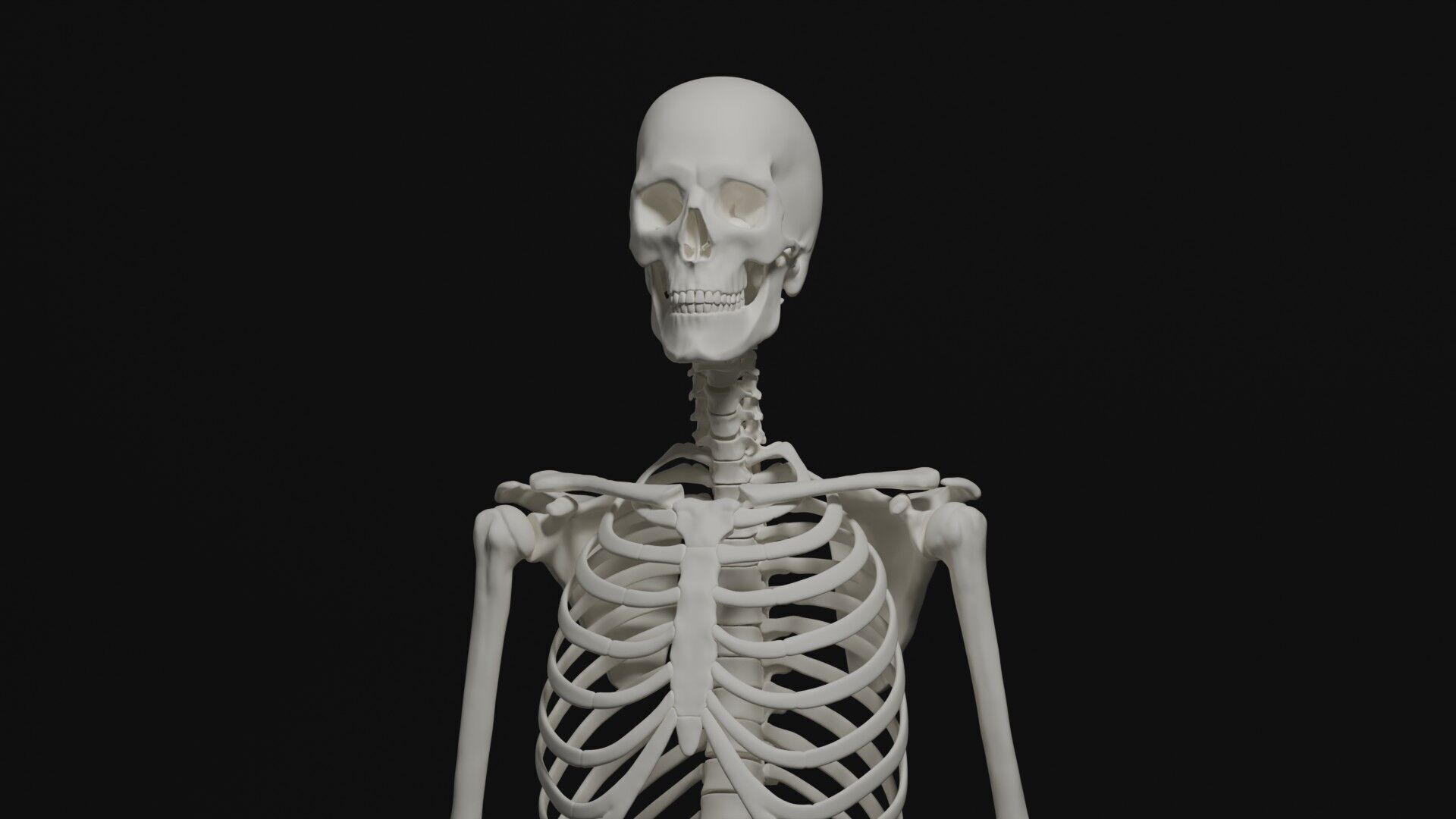 Skeleton Anatomy Base Mesh Male 3D model_4