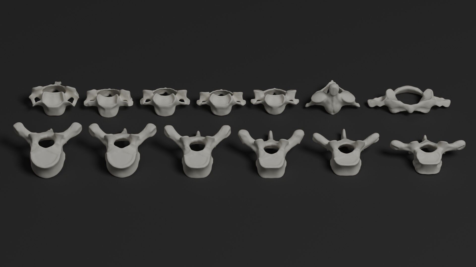 Skeleton Anatomy Base Mesh Male 3D model_23