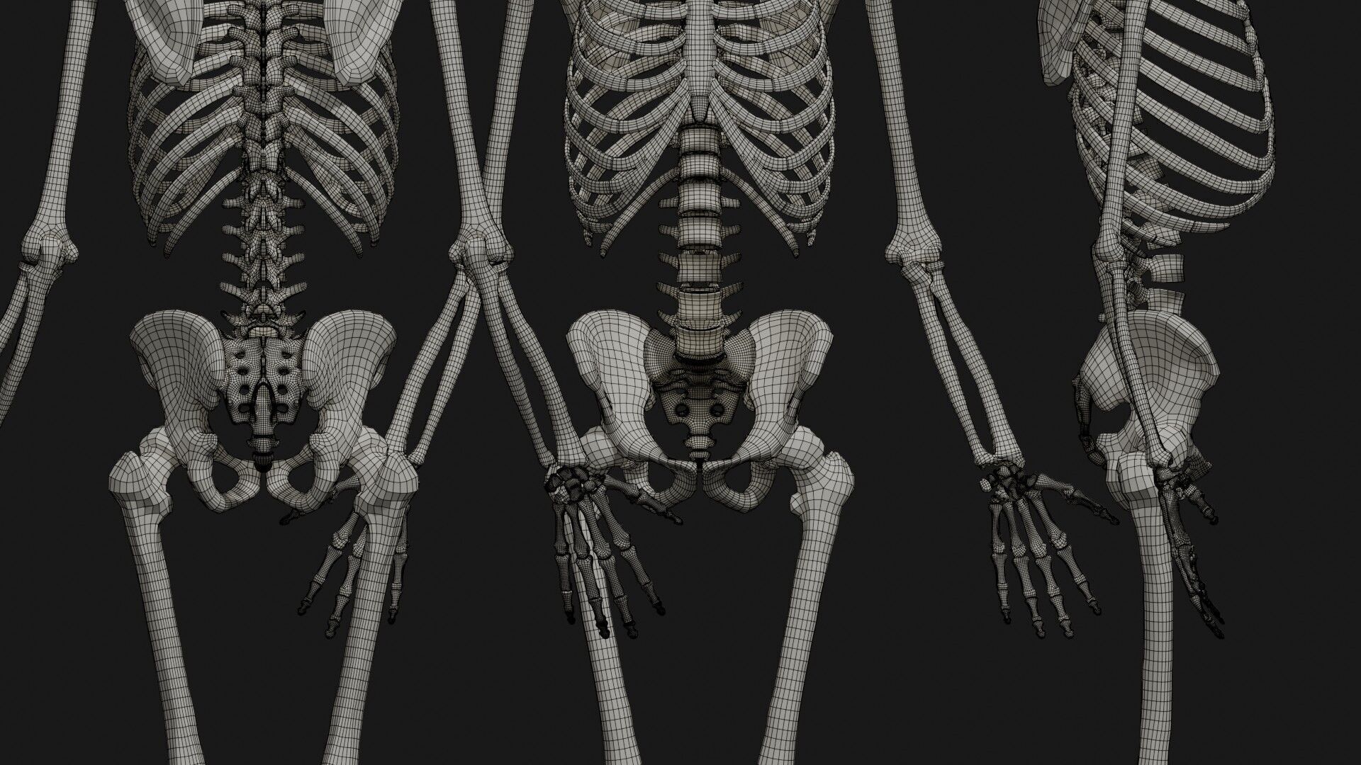 Skeleton Anatomy Base Mesh Male 3D model_28