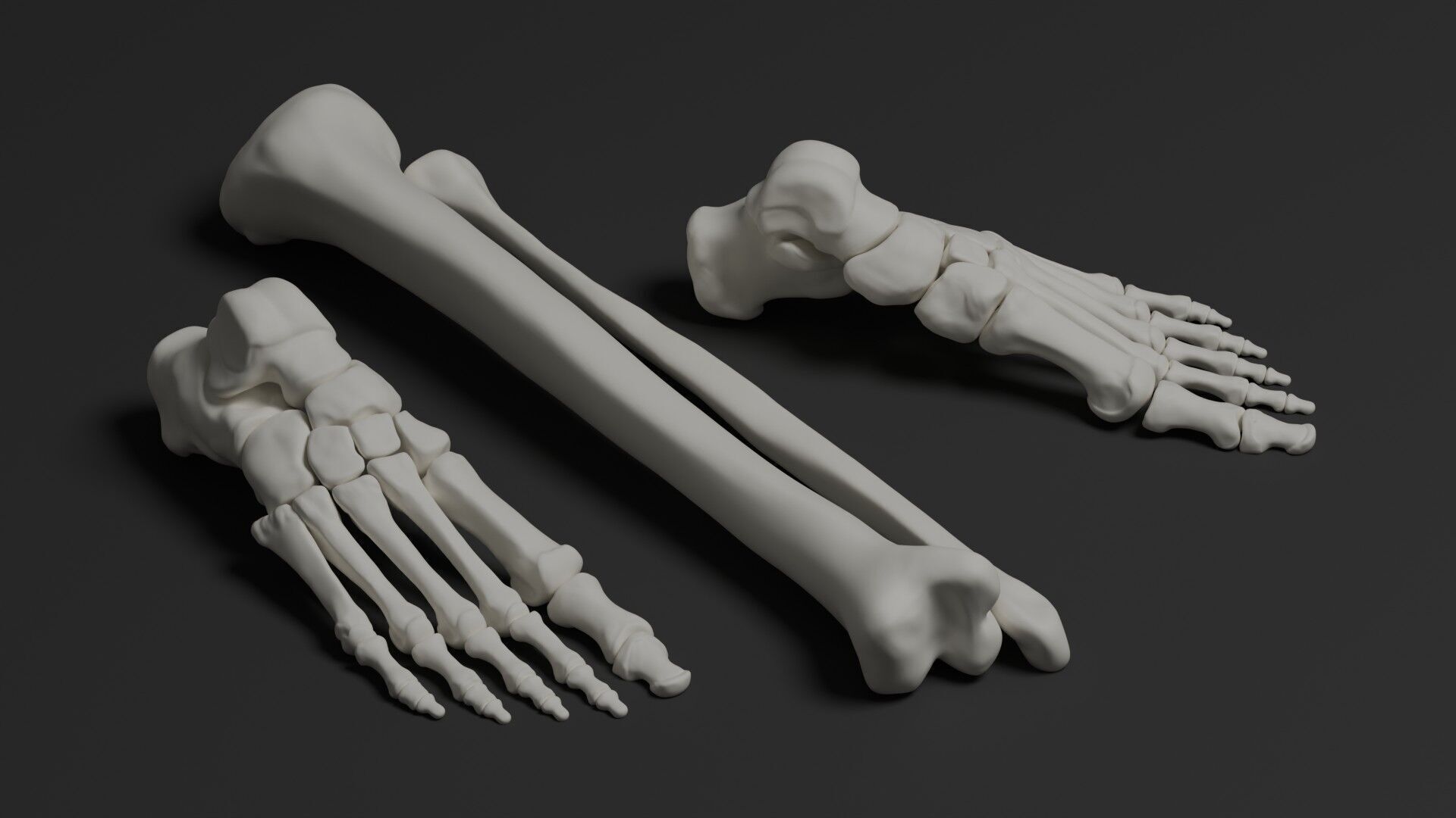 Skeleton Anatomy Base Mesh Male 3D model_19