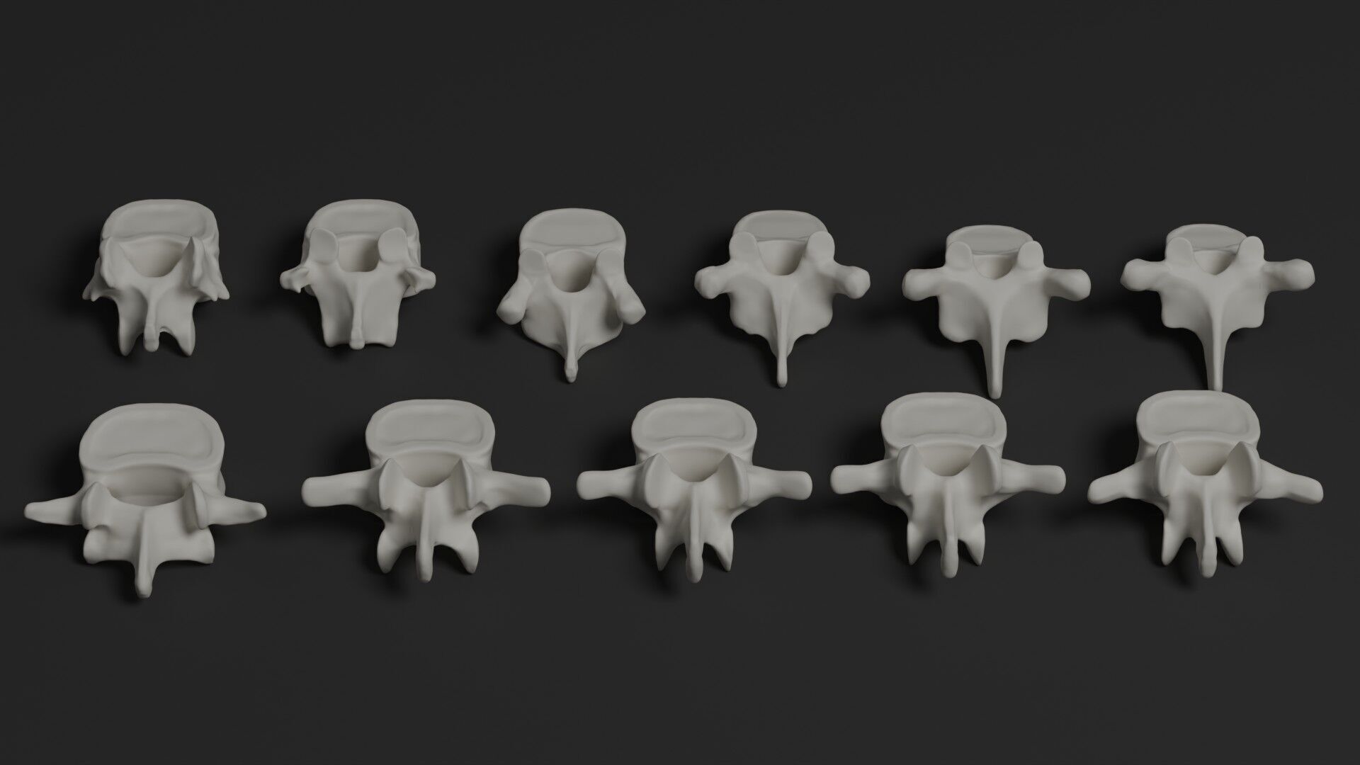 Skeleton Anatomy Base Mesh Male 3D model_22