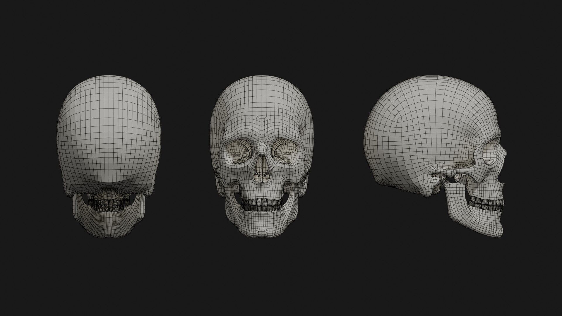 Skeleton Anatomy Base Mesh Male 3D model_29