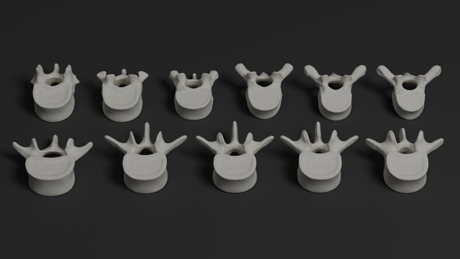 Skeleton Anatomy Base Mesh Male 3D model_21