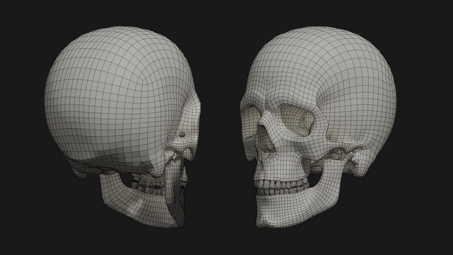 Skeleton Anatomy Base Mesh Male 3D model_30